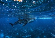 BARCELO WHALE LAGOON MALDIVES