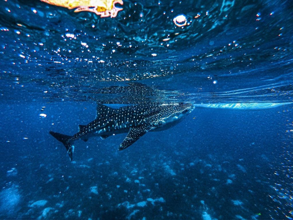 BARCELO WHALE LAGOON MALDIVES